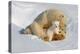 Polar Bear Mom an Cub-Howard Ruby-Premier Image Canvas