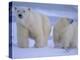 Polar Bear Mother and Cub in Churchill, Manitoba, Canada-Theo Allofs-Premier Image Canvas