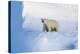 Polar Bear Mother And Cub-Louise Murray-Premier Image Canvas