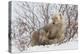 Polar Bear Nursing Cub (Ursus Maritimus) , Wapusk Nat'l Pk, Churchill, Hudson Bay, Manitoba, Canada-David Jenkins-Premier Image Canvas