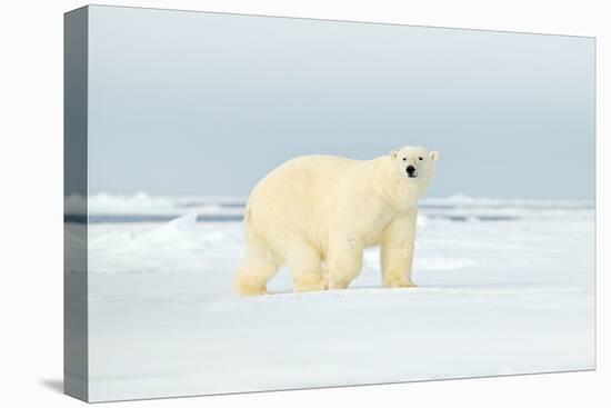 Polar Bear on Drifting Ice Edge with Snow in Arctic Svalbard. White Animal in the Nature Habitat, N-Ondrej Prosicky-Premier Image Canvas