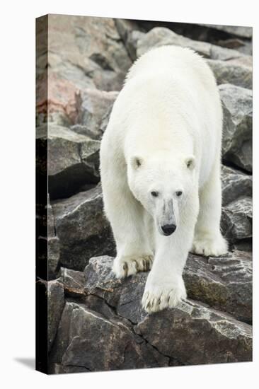 Polar Bear on Harbour Islands, Hudson Bay, Nunavut, Canada-Paul Souders-Premier Image Canvas