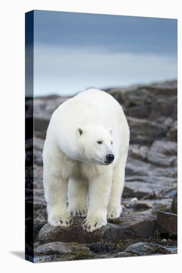 Polar Bear on Harbour Islands, Hudson Bay, Nunavut, Canada-Paul Souders-Premier Image Canvas