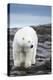 Polar Bear on Harbour Islands, Hudson Bay, Nunavut, Canada-Paul Souders-Premier Image Canvas