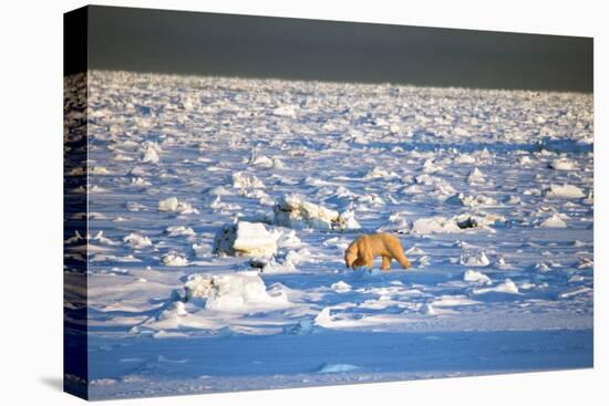 Polar Bear on Hudson Bay Ice-Howard Ruby-Premier Image Canvas