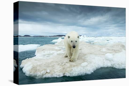 Polar Bear on Hudson Bay Pack Ice, Nunavut, Canada-Paul Souders-Premier Image Canvas