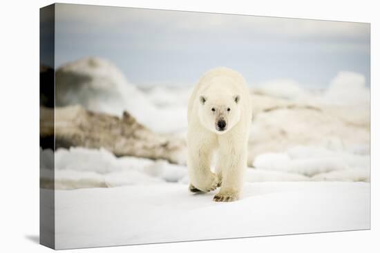 Polar Bear on Hudson Bay Sea Ice, Nunavut Territory, Canada-Paul Souders-Premier Image Canvas