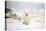 Polar Bear on Hudson Bay Sea Ice, Nunavut Territory, Canada-Paul Souders-Premier Image Canvas