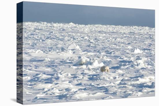 Polar Bear on Ice-EEI_Tony-Premier Image Canvas