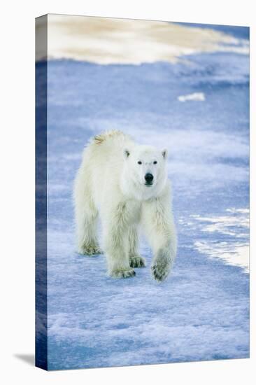 Polar Bear on Sea Ice-DLILLC-Premier Image Canvas