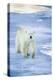 Polar Bear on Sea Ice-DLILLC-Premier Image Canvas