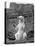 Polar Bear on the Mappin Terrace at London Zoo, 1926-1927-McLeish-Premier Image Canvas