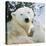 Polar Bear Parent with Cub-null-Premier Image Canvas