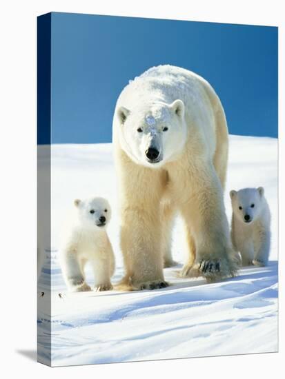 Polar Bear Parent with Cubs-null-Premier Image Canvas