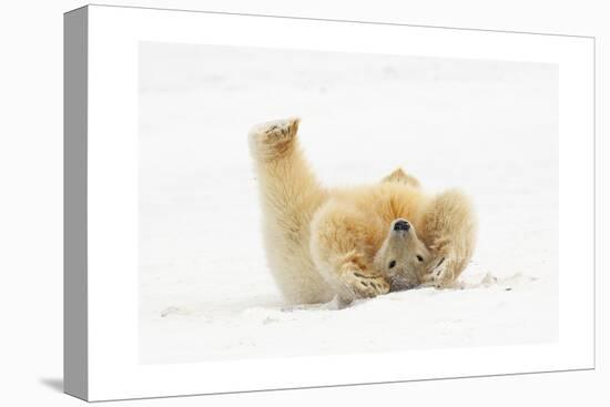 Polar Bear Playing in Snow-Lantern Press-Stretched Canvas