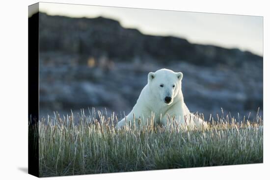 Polar Bear Resting Along Shoreline Near Arctic Circle on Hudson Bay,Canada-Paul Souders-Premier Image Canvas