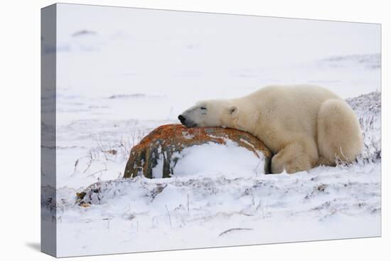 Polar Bear Resting, Churchill, Hudson Bay, Manitoba, Canada, North America-Bhaskar Krishnamurthy-Premier Image Canvas