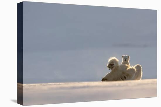 Polar bear rolling on back with cub behind, Svalbard, Norway-Danny Green-Premier Image Canvas