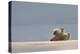 Polar bear rolling on back with cub behind, Svalbard, Norway-Danny Green-Premier Image Canvas