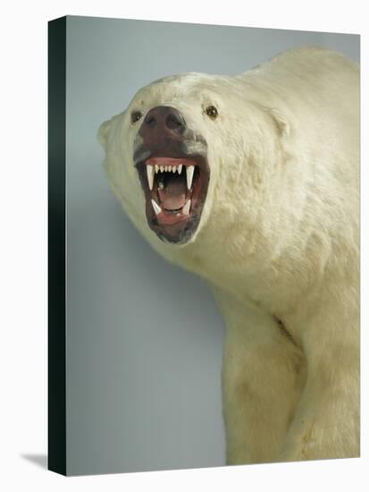 Polar Bear Shot by Cva Peel-null-Premier Image Canvas