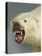 Polar Bear Shot by Cva Peel-null-Premier Image Canvas