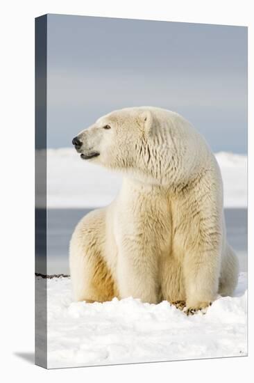 Polar Bear Sits Along Barrier Island, Bernard Spit, ANWR, Alaska, USA-Steve Kazlowski-Premier Image Canvas