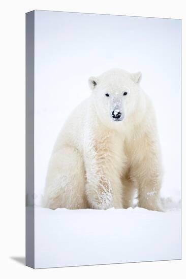 Polar bear sitting in snow during a blizzard, Churchill, Canada-Danny Green-Premier Image Canvas