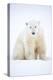 Polar bear sitting in snow during a blizzard, Churchill, Canada-Danny Green-Premier Image Canvas