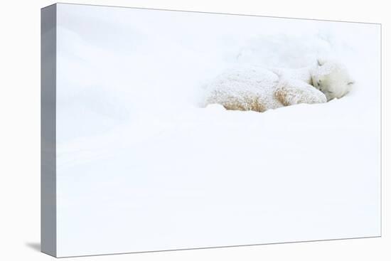 Polar bear sleeping in snow, Churchill, Canada-Danny Green-Premier Image Canvas