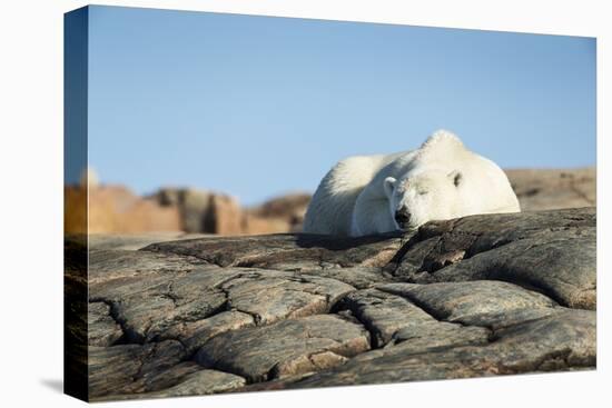 Polar Bear Sleeping on Harbour Islands, Hudson Bay, Nunavut, Canada-Paul Souders-Premier Image Canvas