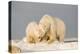 Polar Bear Sow with a 2-Year-Old Cub, Bernard Spit, ANWR, Alaska, USA-Steve Kazlowski-Premier Image Canvas