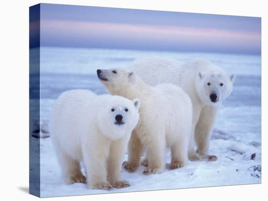 Polar Bear Sow with Cubs, Arctic National Wildlife Refuge, Alaska, USA-Steve Kazlowski-Premier Image Canvas