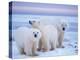 Polar Bear Sow with Cubs, Arctic National Wildlife Refuge, Alaska, USA-Steve Kazlowski-Premier Image Canvas