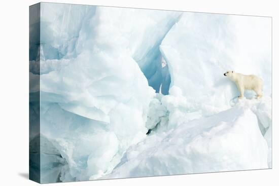 Polar bear standing on glacier. Svalbard, Norway-Danny Green-Premier Image Canvas
