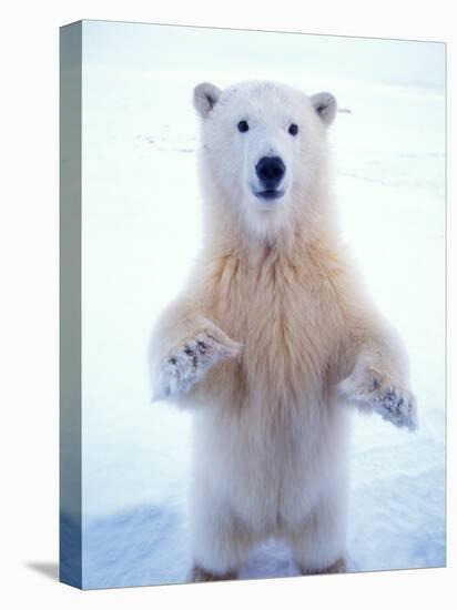 Polar Bear Standing on Pack Ice of the Arctic Ocean, Arctic National Wildlife Refuge, Alaska, USA-Steve Kazlowski-Premier Image Canvas