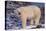 Polar Bear Standing on Rocks-DLILLC-Premier Image Canvas