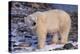 Polar Bear Standing on Rocks-DLILLC-Premier Image Canvas