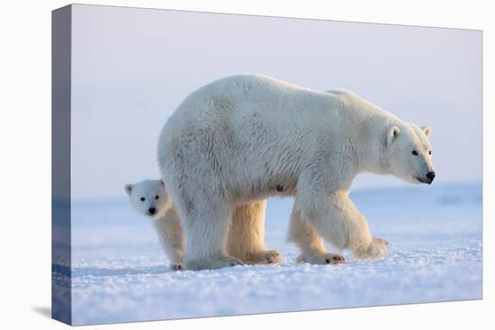 Polar bear standing with cub peering out behind, Norway-Danny Green-Premier Image Canvas