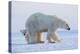 Polar bear standing with cub peering out behind, Norway-Danny Green-Premier Image Canvas