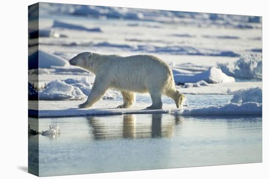 Polar Bear, Svalbard, Norway-Paul Souders-Premier Image Canvas