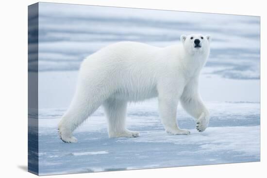 Polar Bear, Svalbard, Norway-null-Premier Image Canvas