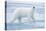 Polar Bear, Svalbard, Norway-null-Premier Image Canvas