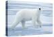 Polar Bear, Svalbard, Norway-null-Premier Image Canvas