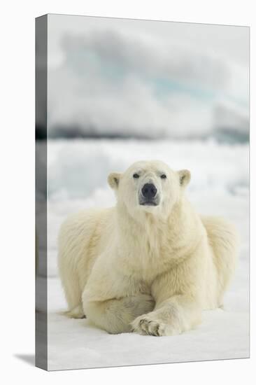 Polar Bear, Svalbard, Norway-null-Premier Image Canvas