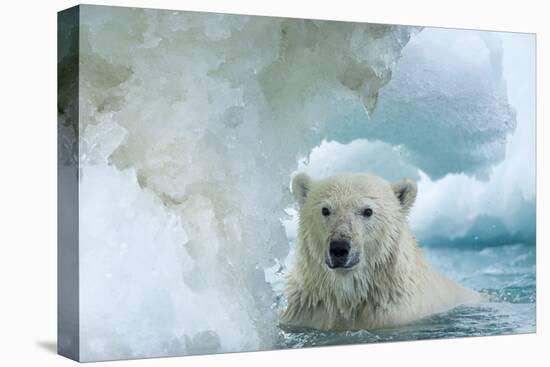 Polar Bear Swimming Through Melting Sea Ice Near Harbor Islands,Canada-Paul Souders-Premier Image Canvas