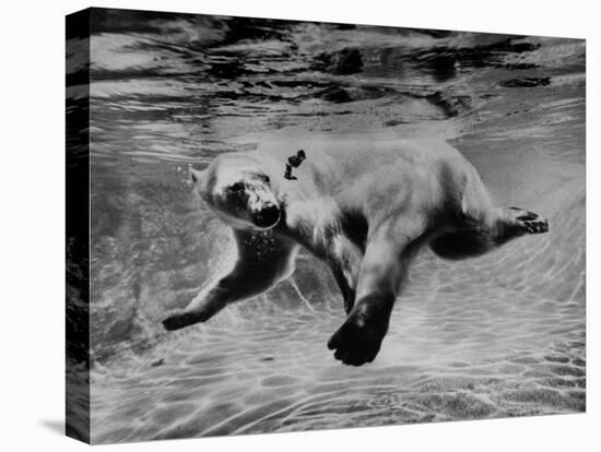 Polar Bear Swimming Underwater at London Zoo-Terence Spencer-Premier Image Canvas