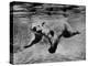 Polar Bear Swimming Underwater at London Zoo-Terence Spencer-Premier Image Canvas