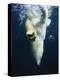 Polar Bear Swimming-Stuart Westmorland-Premier Image Canvas