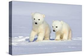 Polar Bear Twins-Howard Ruby-Premier Image Canvas