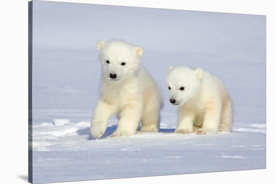Polar Bear Twins-Howard Ruby-Premier Image Canvas